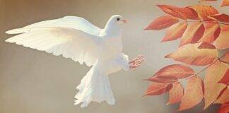 Apropierea mea de Jyotisha