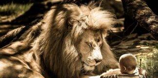 Zodia Leului și nașterea personalității
